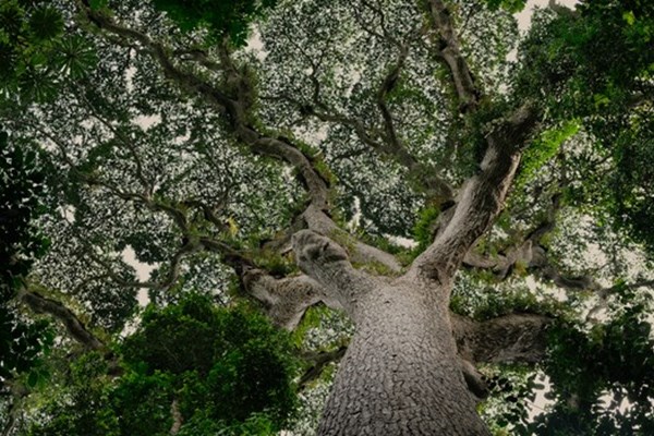The intelligence and resilience of Trees