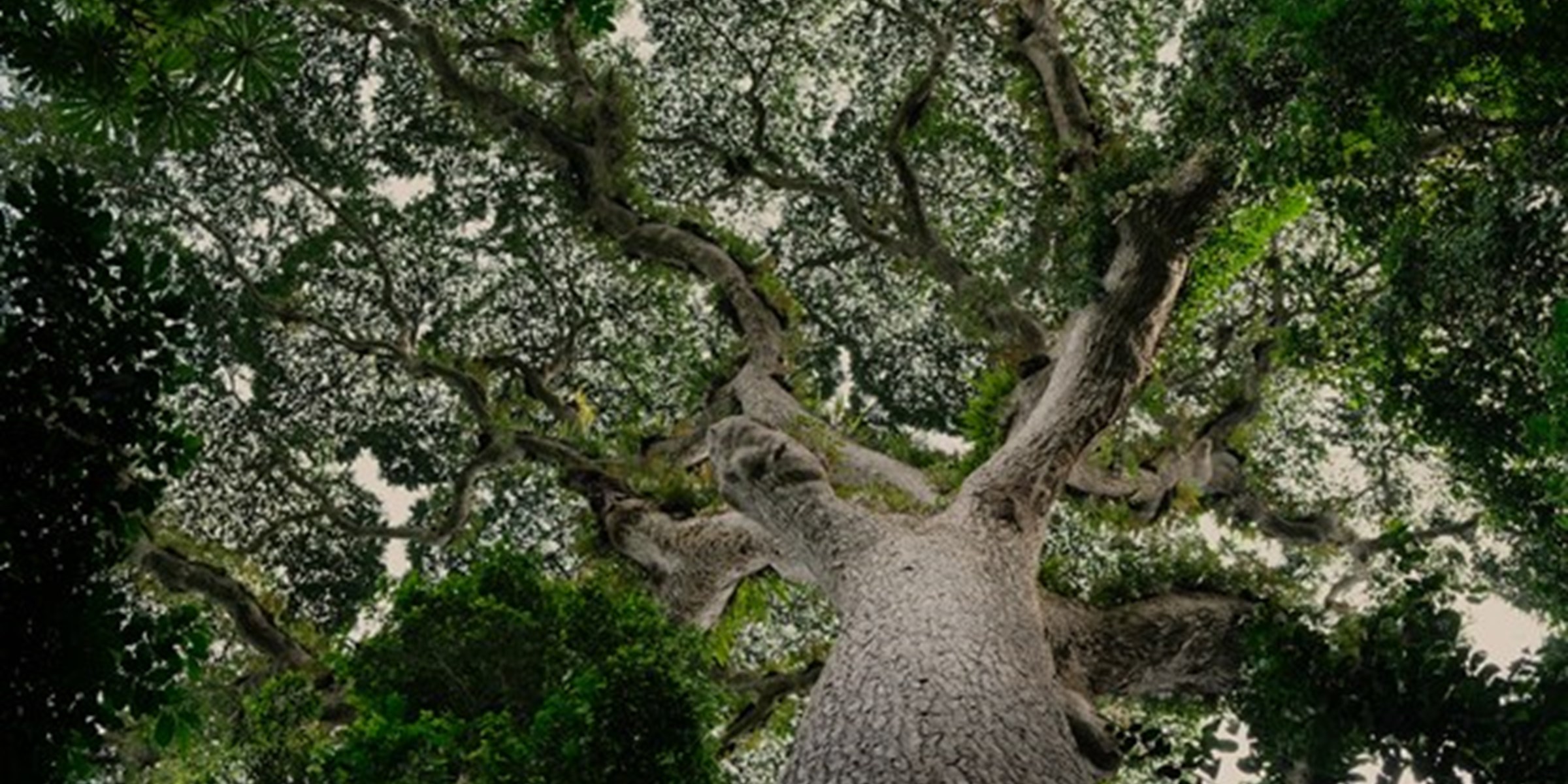 The intelligence and resilience of Trees